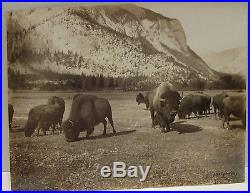 1920 Buffalo Herd Canada Vintage Photograph by W F MONTGOMERY 8 x 10 NO RESERVE