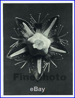 1929 Vintage Print BOTANICAL PLANT Flower Germany Photo Art By KARL BLOSSFELDT