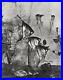 1932-Vintage-HENRI-LACHEROY-Angelfish-Aquarium-Animal-Photo-Gravure-Art-12X16-01-tkd