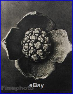 1942 Karl Blossfeldt Original Botanical Plant Flower Vintage Photo Gravure Art