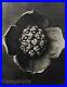 1942-Karl-Blossfeldt-Original-Botanical-Plant-Flower-Vintage-Photo-Gravure-Art-01-uf