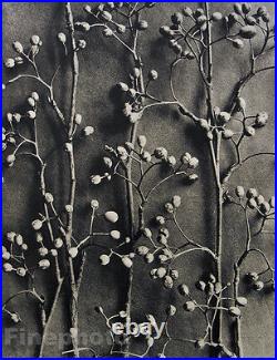 1942 Original BOTANICAL PLANT Flower Vintage Germany Photo Art KARL BLOSSFELDT