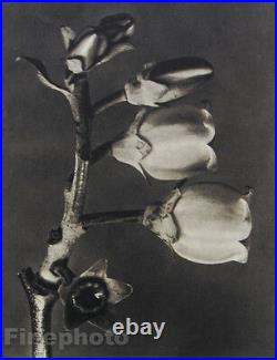 1942 Original BOTANICAL PLANT Flower Vintage Germany Photo Art KARL BLOSSFELDT
