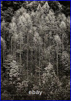 1948/72 ANSEL ADAMS Vintage Autumn Trees Smoky Mountains Landscape Photo 11X14