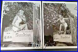 1955 Sunkist 8 x 10 Black & White Photos Blonde Girl in Orange Fruit Orchard