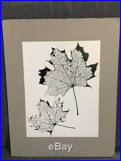 2 Naomi Savage Photographs Dill and Maple leafs VINTAGE MOUNTED Museum Photos