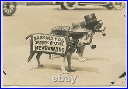 Antique Boardwalk Tobacco Leaf Advertising American Pitbull Pipe Hat Old Photo