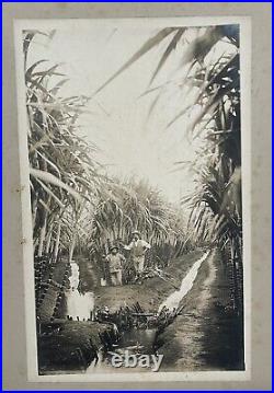 Antique Cabinet Photo of Cuba Sugar Cane Field and Farm Workers