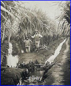 Antique Cabinet Photo of Cuba Sugar Cane Field and Farm Workers