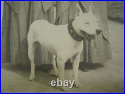 Antique Edwardian Lady Dog Day White American Bull Terrier Folk Art Collar Photo