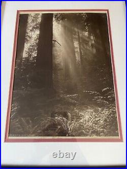 Arthur C Pillsbury (1870-1946) Photograph Beams Playing Among The Redwoods