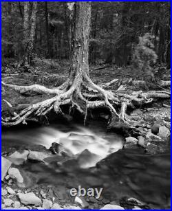 Birch, roots, rapids, Catskill Mountains, New York. Thomas Teich