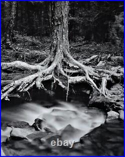 Birch, roots, rapids, Catskill Mountains, New York. Thomas Teich