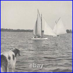 Dog Watching Boat Race Photo c1899 Daytona Beach Halifax River Yacht Club B1661