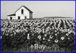 HENRY GILPIN Vintage Signed Silver Gelatin Photograph Sun Flowers, 1981