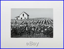 HENRY GILPIN Vintage Signed Silver Gelatin Photograph Sun Flowers, 1981
