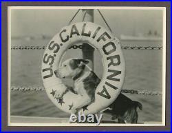 PETE THE PUP Our Gang Dog Portrait 1924 ORIGINAL The Buccaneers USS California