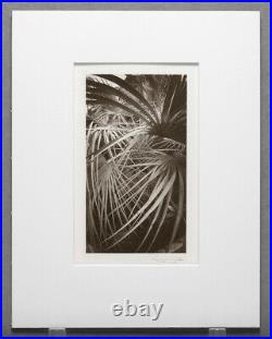 Ryuijie 2018 Fern Detail Santa Barbara Original Platinum 4x8 Photograph