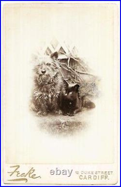 Victorian Cabinet Card Photo Scottish Terrier Dog & Pet Cat Cardiff Wales Studio