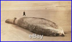 Vintage 1918 Beached Whale Running Man Artistic Vernacular Photography Photo Wow