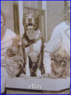 Vintage Antique American Pitbull Terrier Pekingese Paducah Ky Tampa Fl Photos