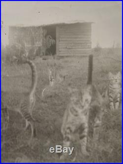 Vintage Artistic Ghost Wandering Cats Feline Exposure Fine Art Vernacular Photo