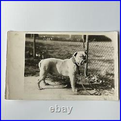 Vintage B&W Snapshot Photograph Sergeant Major Jiggs Marine Mascot Bulldog Dog