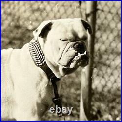 Vintage B&W Snapshot Photograph Sergeant Major Jiggs Marine Mascot Bulldog Dog