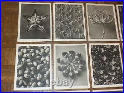 Vintage Botanical Photogravures-Karl Blossfeldt-Set of 12