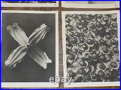 Vintage Botanical Photogravures-Karl Blossfeldt-Set of 12