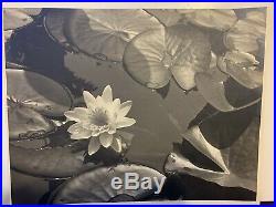 Vintage Edward Weston Original Photograph Signed & Dated 1937 Nature Lily Pads
