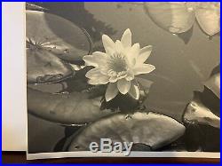 Vintage Edward Weston Original Photograph Signed & Dated 1937 Nature Lily Pads