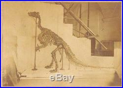 Vintage original foto photo first dinosaur skeleton rebuild ever Brussels 1885