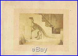 Vintage original foto photo first dinosaur skeleton rebuild ever Brussels 1885