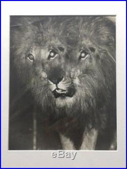 Weegee (arthur Fellig) Vintage Silver Gelatin Distortion Photo Lion With 3 Eyes