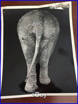 Weegee (arthur Fellig) Vintage Silver Gelatin Photo Elephant's Rear